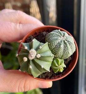 Astrophytum Asterias mix