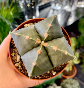 Astrophytum nudum quadricostatum