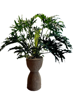 Filodendras Philodendron Seloum Hope 160cm