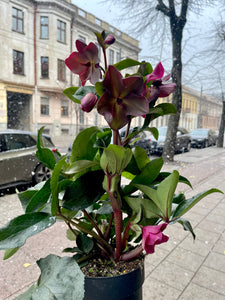 Helleborus Niger HGC Ice N'Roses Early Red