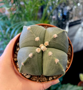 Astrophytum nudum quadricostatum