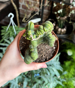 Cereus coral cristata