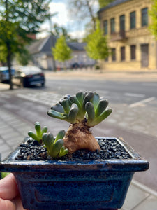 Aloinopsis Schooneesii