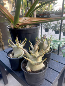 Tinūtras Adenium arabicum