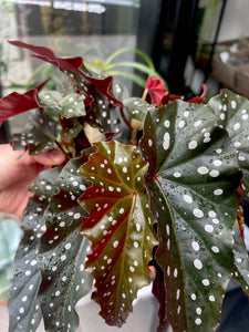 Begonia maculata Black forest