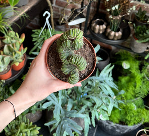 Cereus coral cristata