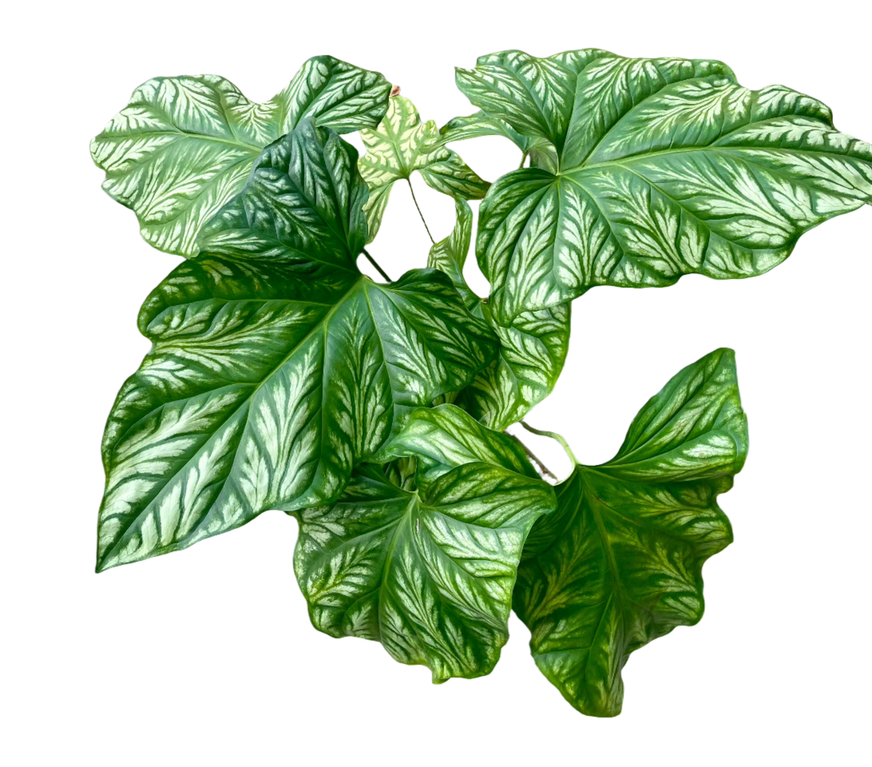葉 Cercestis Mirabilis – Gipsygarden