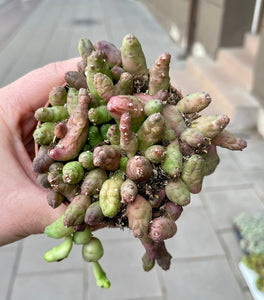 Piaranthus Barrydalensis
