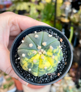 Astrophytum asterias variagata