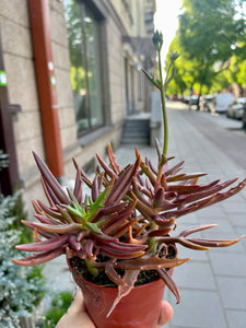 Kalanchoe Spider brown