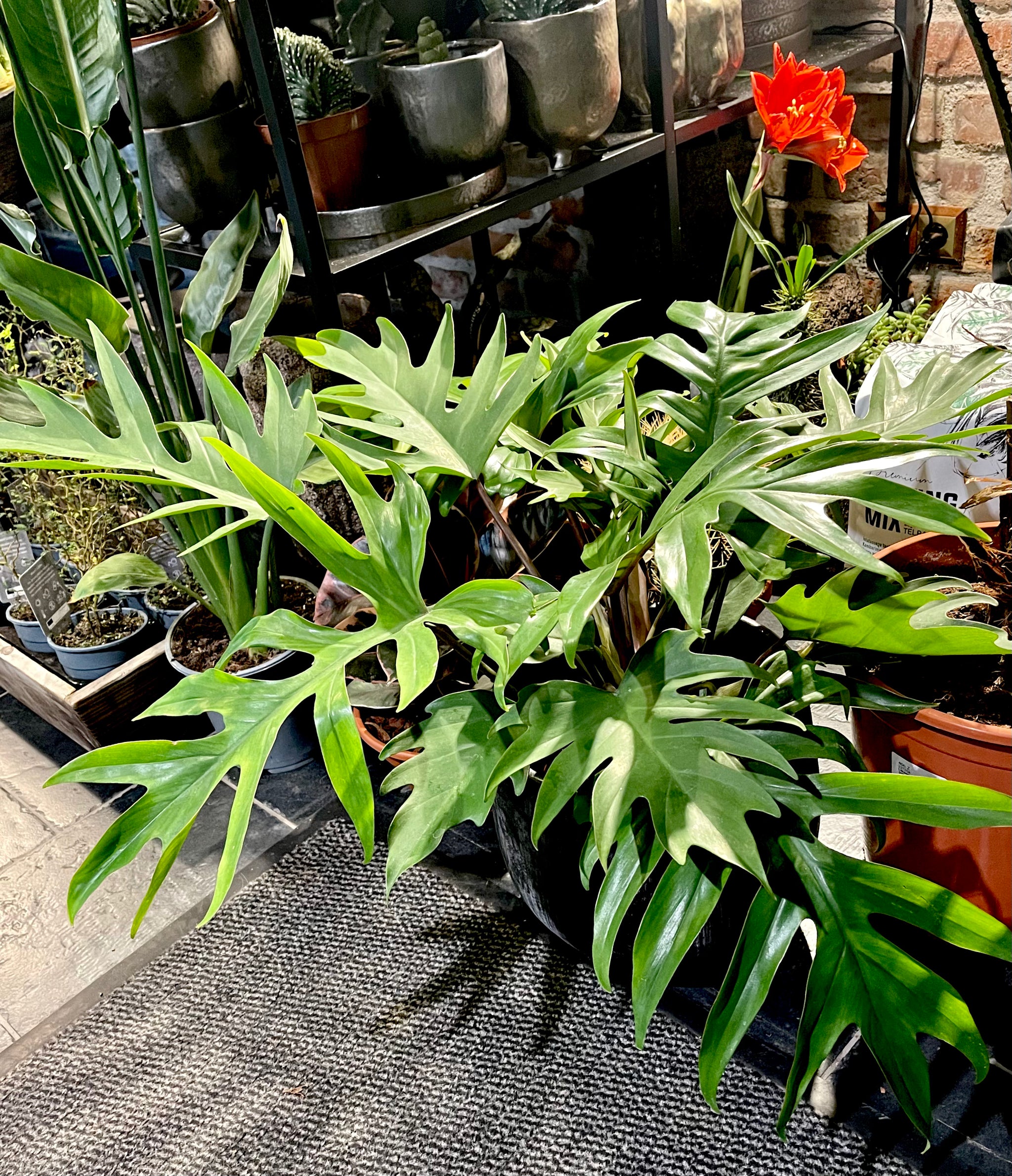 swiss cheese plant Buy Monstera Deliciosa – Swiss Cheese Plant Online main image 0