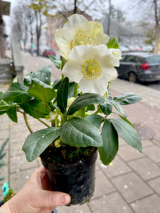 Helleborus Niger Winterfeeling fleur