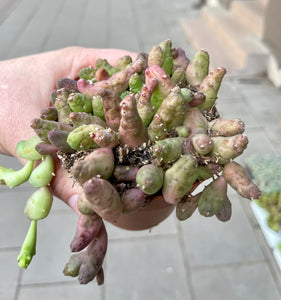 Piaranthus Barrydalensis