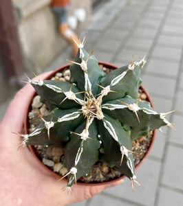 Astrophytum C