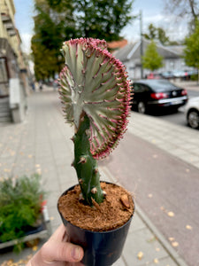 Euphorbia Lactea cristata