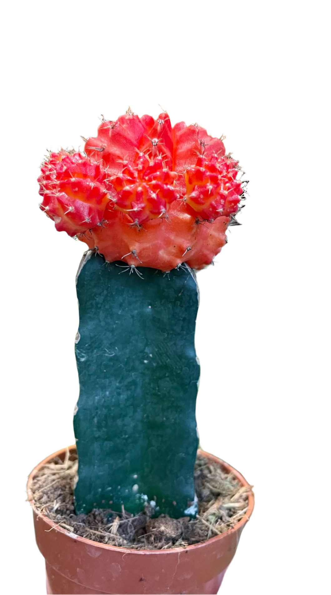 Gymnocalycium moon cactus