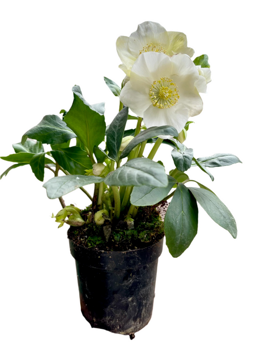 Helleborus niger Verboom Beauty 12Ø 15cm 8pcs.