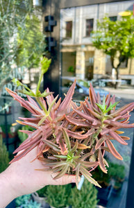 Kalanchoe Spider brown