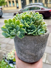 Translation missing: lt.sections.featured_product.gallery_thumbnail_alt