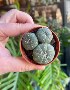 Astrophytum Asterias mix