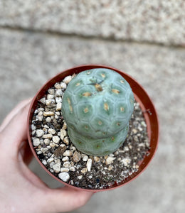 Tephrocactus geometricus