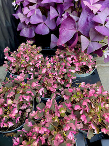 Oxalis Plum crazy