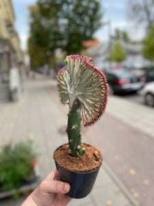 Euphorbia Lactea cristata