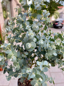 Eucalyptus urnigera Blue sky