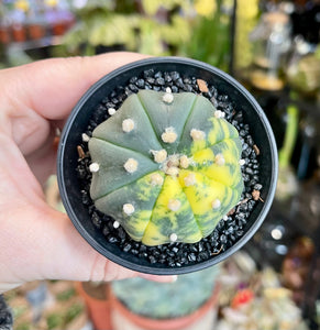 Astrophytum asterias variagata