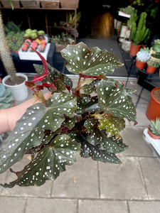 Begonia maculata Black forest