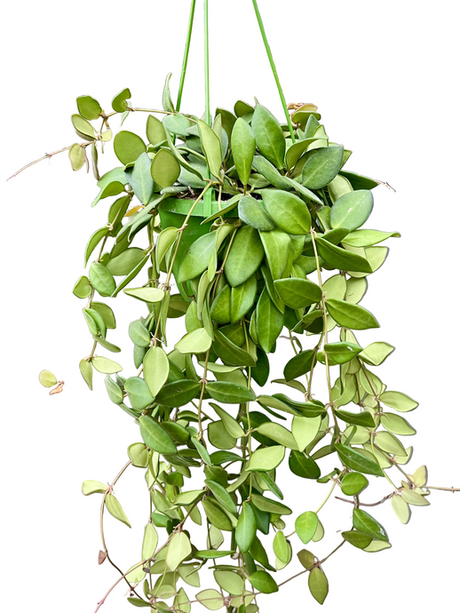 Vaškuolė Hoya Burtoniae