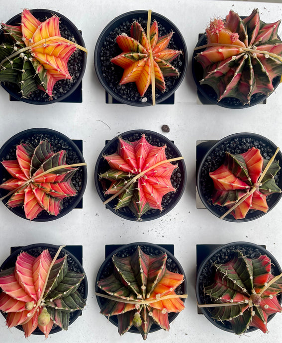 Gymnocalycium variagata