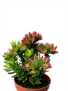 Crassula Cocinea