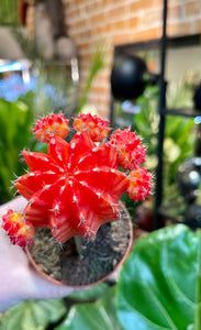 Gymnocalycium moon cactus