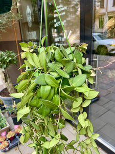 Vaškuolė Hoya Burtoniae