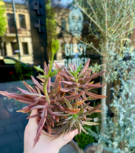 Kalanchoe Spider brown