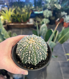 Astrophytum super kabuto