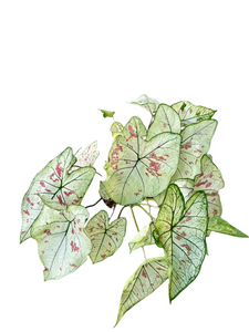Caladium Strawberry Star