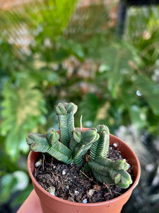 Crassula pyramidalis quadricostatum