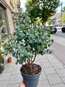 Eucalyptus urnigera Blue sky