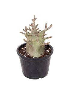 Adenium Obesum Baobab