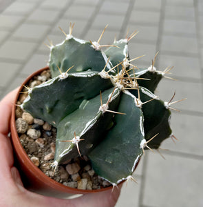 Astrophytum C