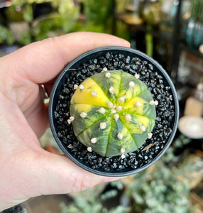 Astrophytum asterias variagata