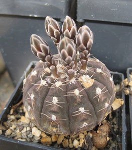 Gymnocalycium Ragonesii