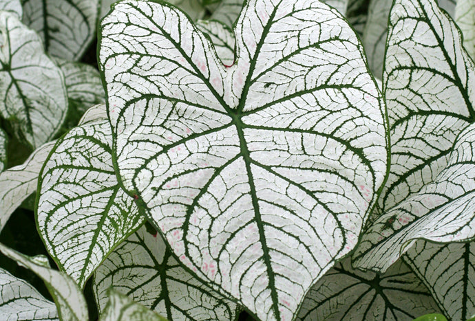 Caladium White Christmas