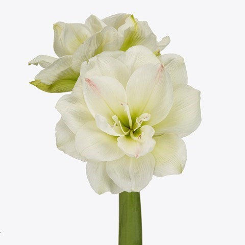 Meilenis Hippeastrum White Amadeus