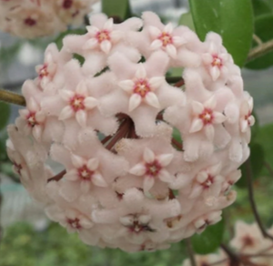 Hoya Chouke 9Ø 12cm