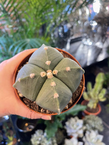 Astrophytum nudum quadricostatum