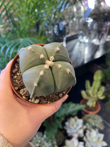 Astrophytum nudum quadricostatum