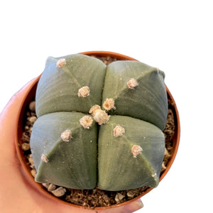 Astrophytum nudum quadricostatum